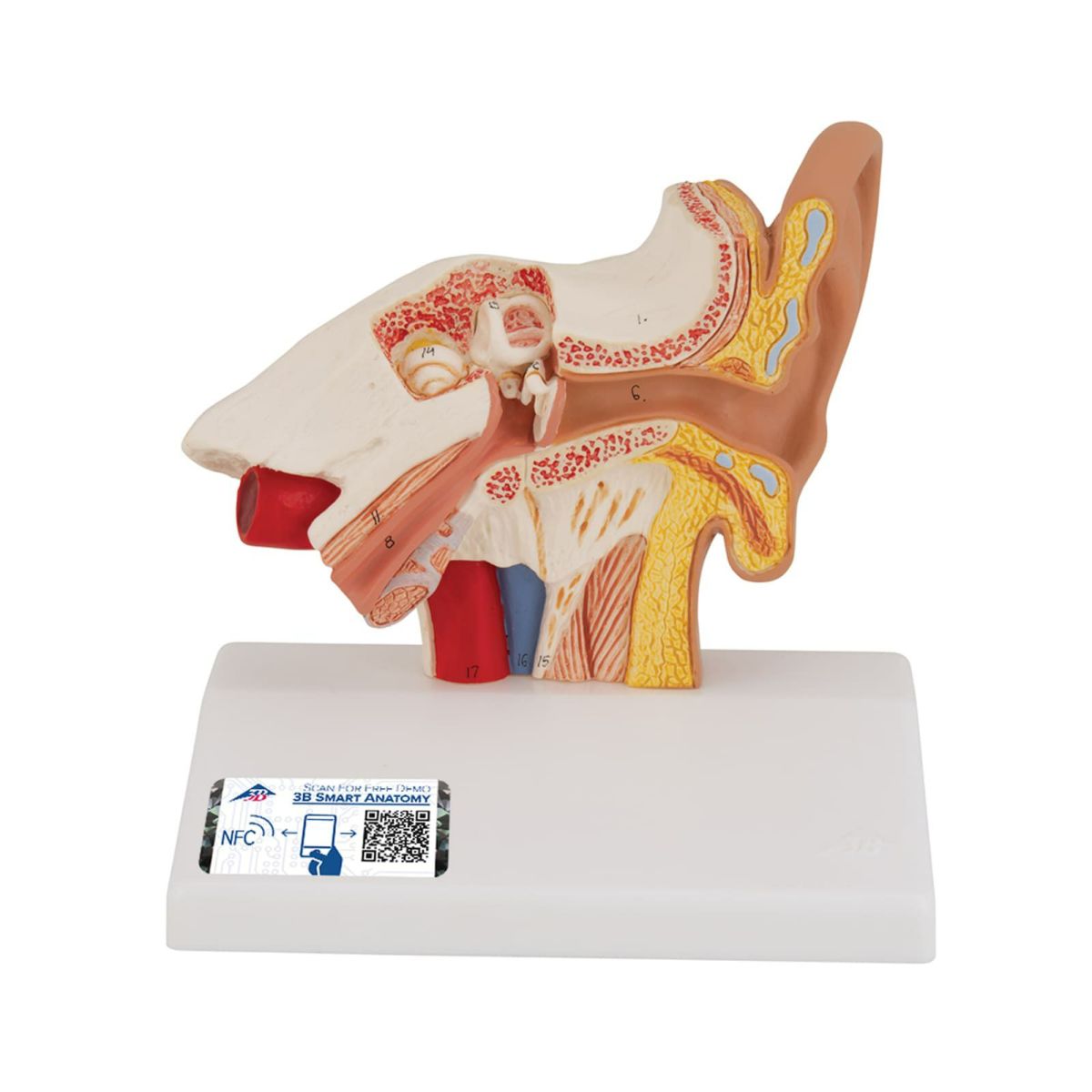 平衡聴覚器、1.5倍大モデル　E12