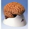 脳、5分解モデル　C18