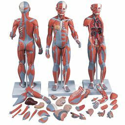 筋肉解剖、1／2倍大・21分解モデル、女性　B56