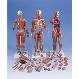 筋肉解剖、1／2倍大・33分解モデル、両性　B55