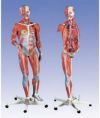 筋肉解剖、23分解モデル、女性　B51