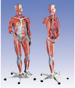 筋肉解剖、45分解モデル、両性　B50