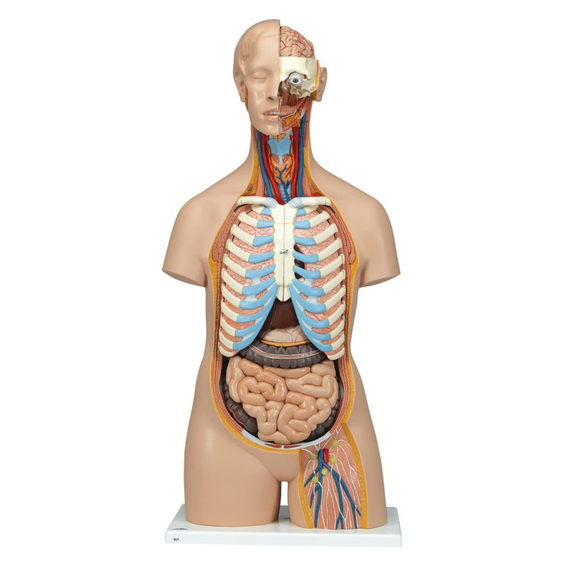 トルソー、21分解モデル、無性、背側開放型　B17