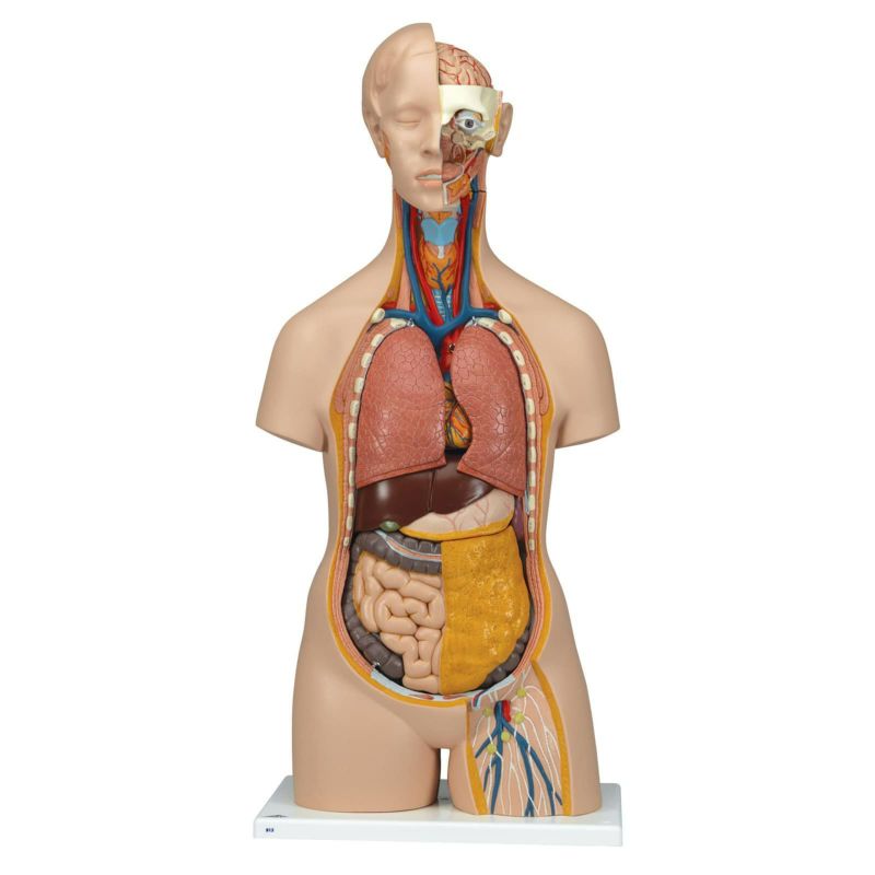 トルソー、14分解モデル、無性　B13