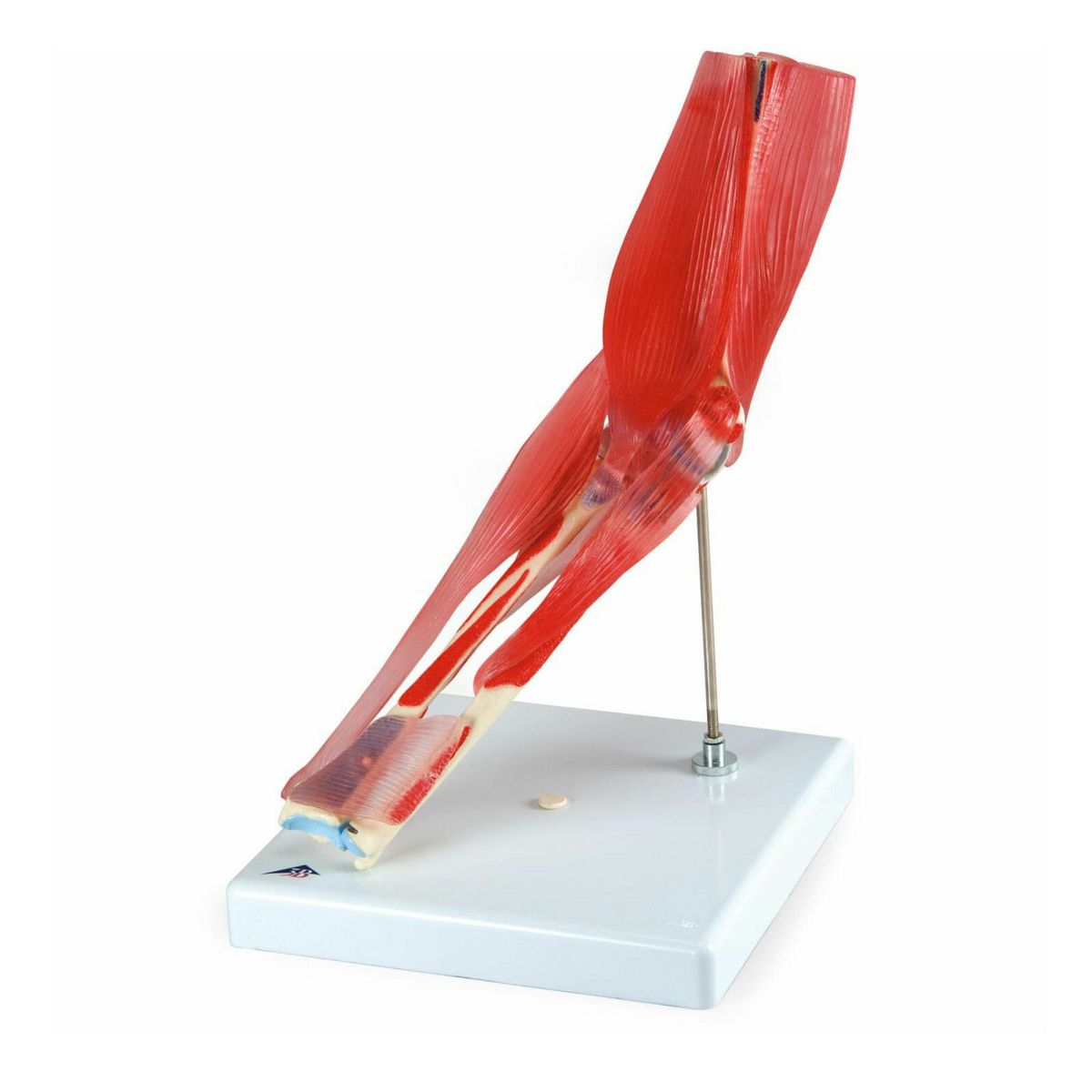 肘関節、筋付8分解モデル　A883