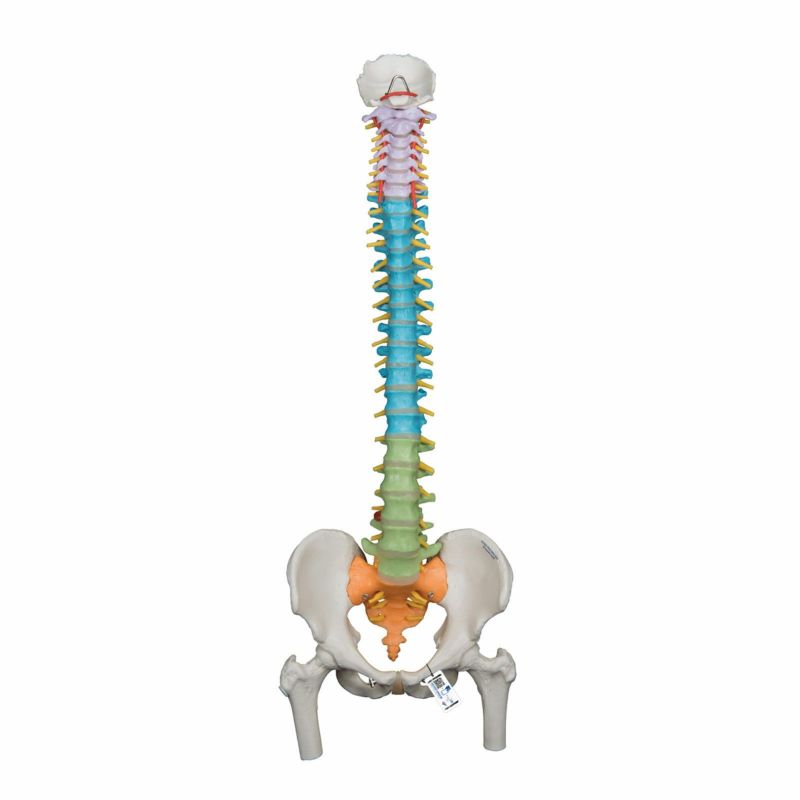 脊柱可動型カラーモデル、大腿骨付　A58 9