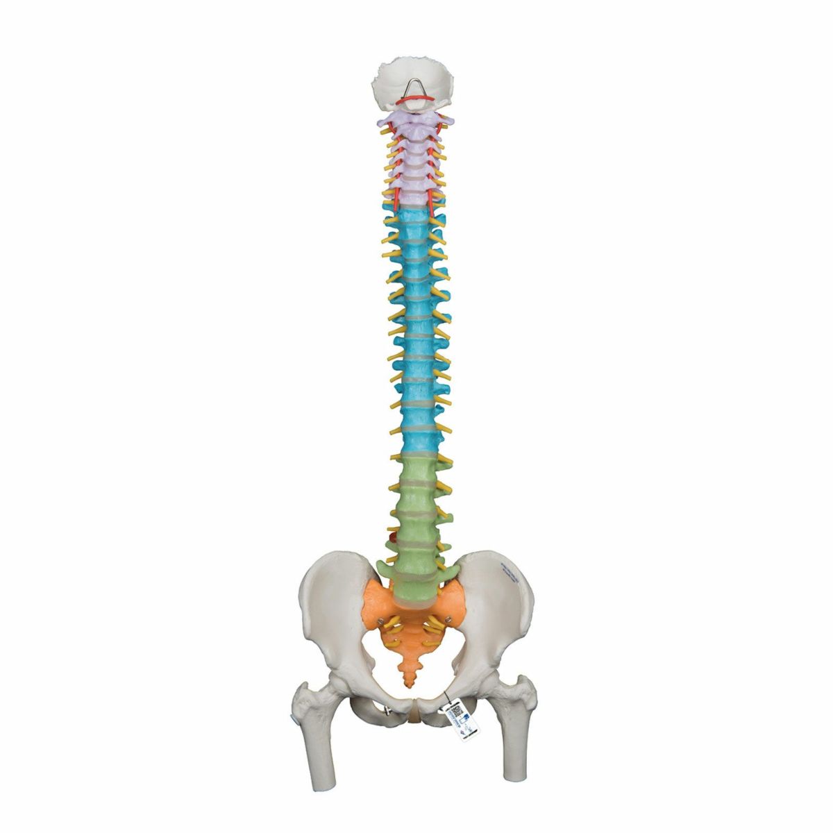 脊柱可動型カラーモデル、大腿骨付　A58 9