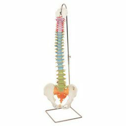 脊柱模型・脊椎骨模型 | トワテック