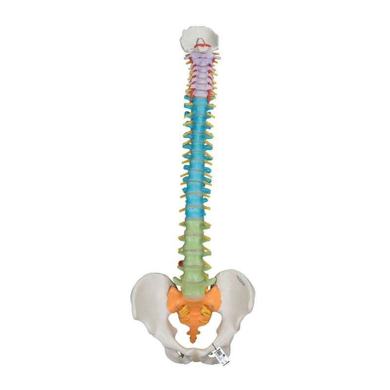 脊柱可動型カラーモデル　A58 8