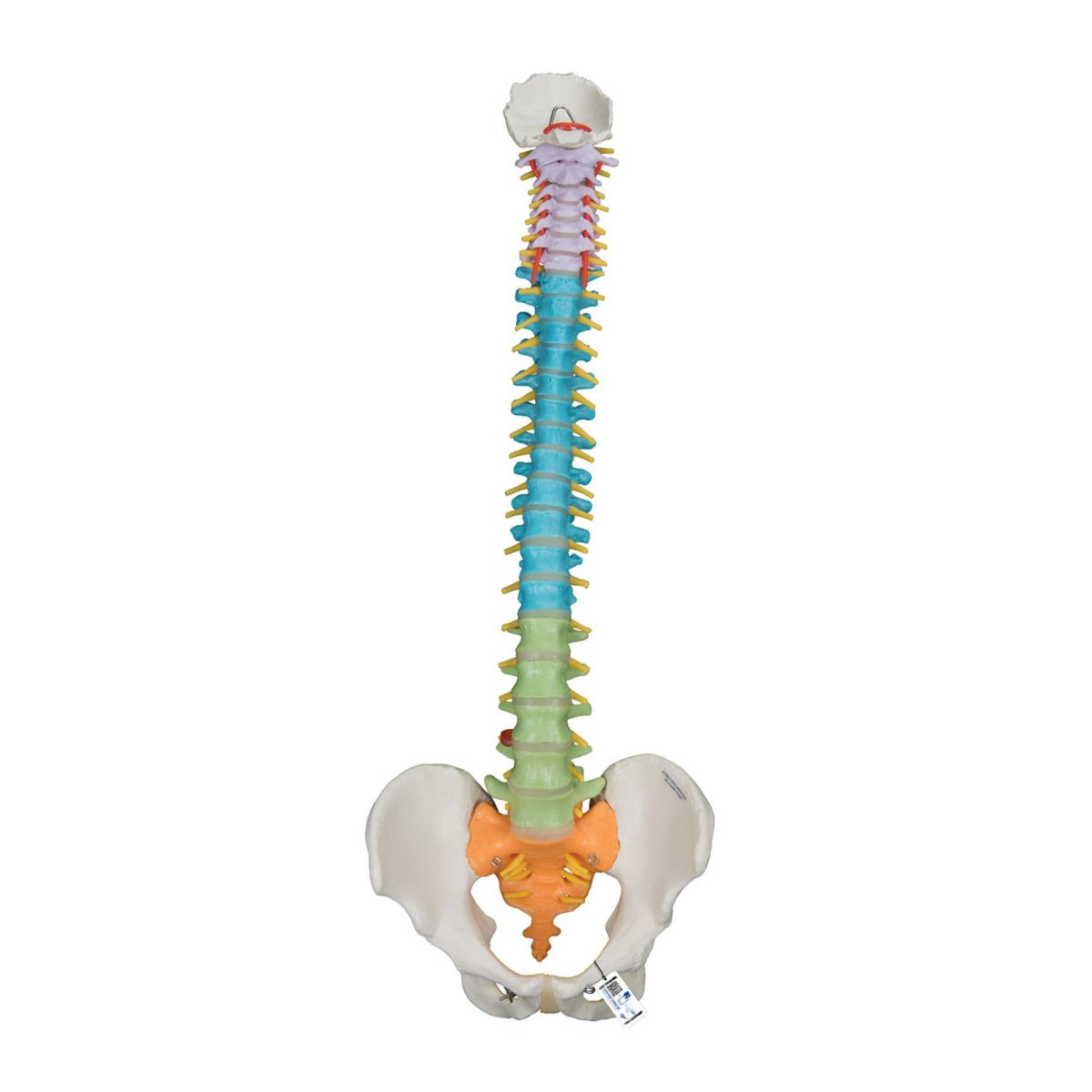 脊柱可動型カラーモデル　A58 8