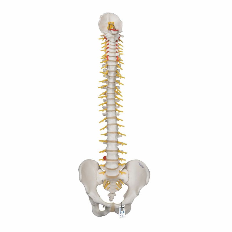 脊柱可動型モデル、延髄、馬尾付　A58 5