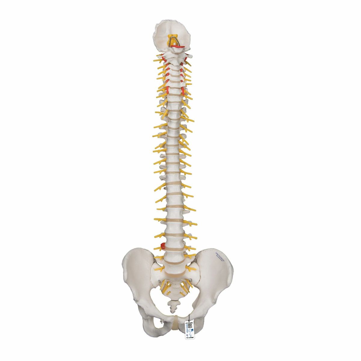 脊柱可動型モデル、延髄、馬尾付　A58 5
