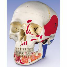頭蓋、下顎開放・筋色表示、3分解モデル　A22 1