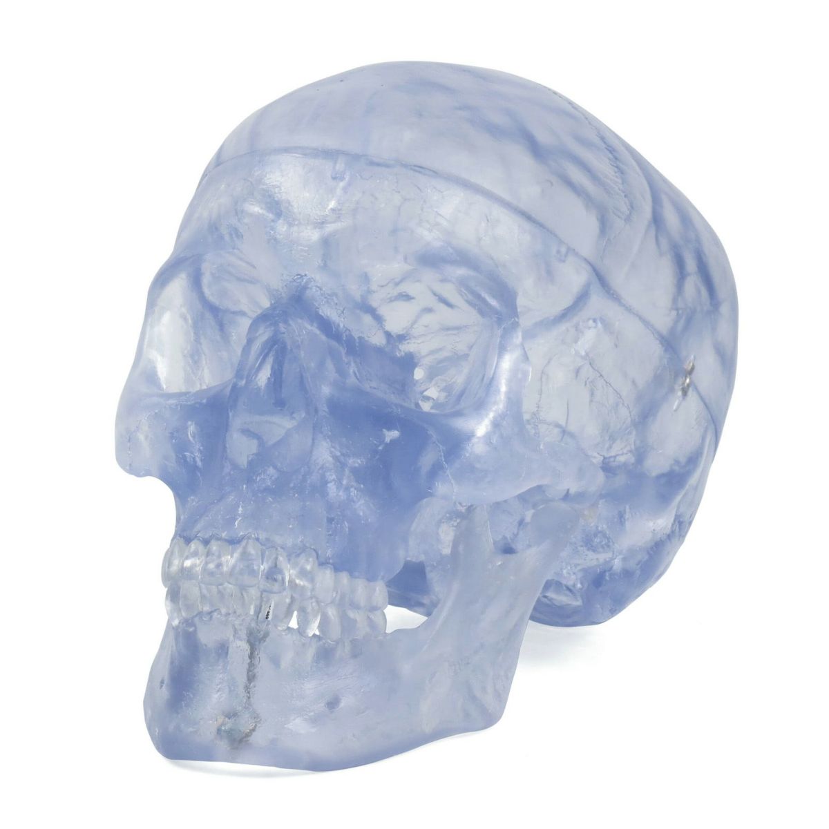 頭蓋透明モデル　A20 T