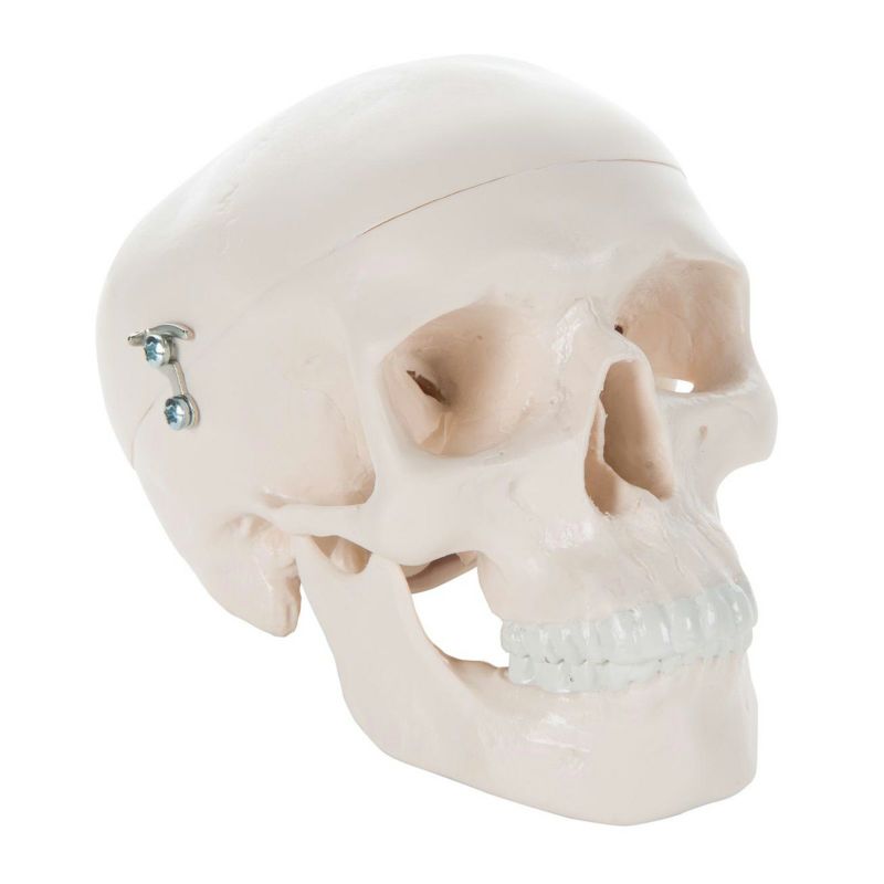 ミニスカル、1 2縮尺型頭蓋3分解モデル　A18 15