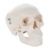 ミニスカル、1 2縮尺型頭蓋3分解モデル　A18 15