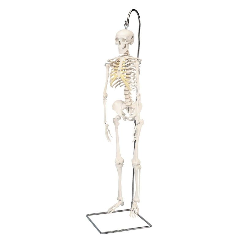 ショーティー　1 2縮尺型全身骨格モデル、吊り下げスタンド仕様　A18 1