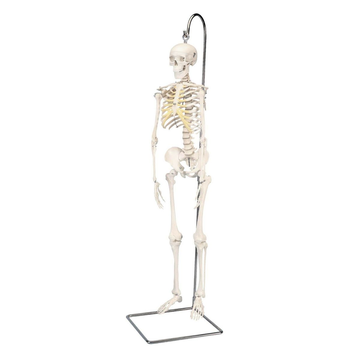 ショーティー　1 2縮尺型全身骨格モデル、吊り下げスタンド仕様　A18 1