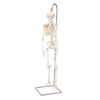 ショーティー　1 2縮尺型全身骨格モデル、吊り下げスタンド仕様　A18 1