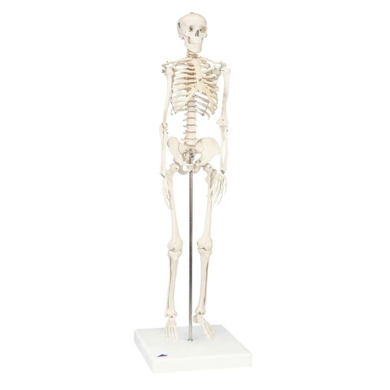 ショーティー1 2縮尺型全身骨格モデル、直立型スタンド仕様　A18