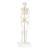 ショーティー1 2縮尺型全身骨格モデル、直立型スタンド仕様　A18
