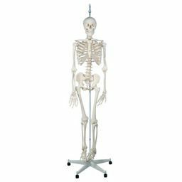 “フイル”理学療法用骨格モデル、吊り下げ型スタンド仕様　A15 3