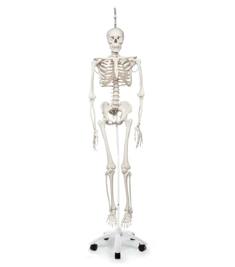 “フイル”理学療法用骨格モデル、吊り下げ型スタンド仕様　A15 3