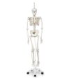 “フイル”理学療法用骨格モデル、吊り下げ型スタンド仕様　A15 3