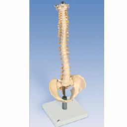 脊柱可動型モデル、軟椎間板型　VB84