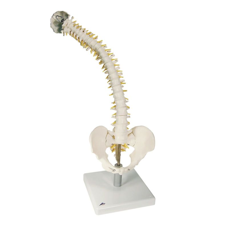 脊柱可動型モデル、軟椎間板型　VB84