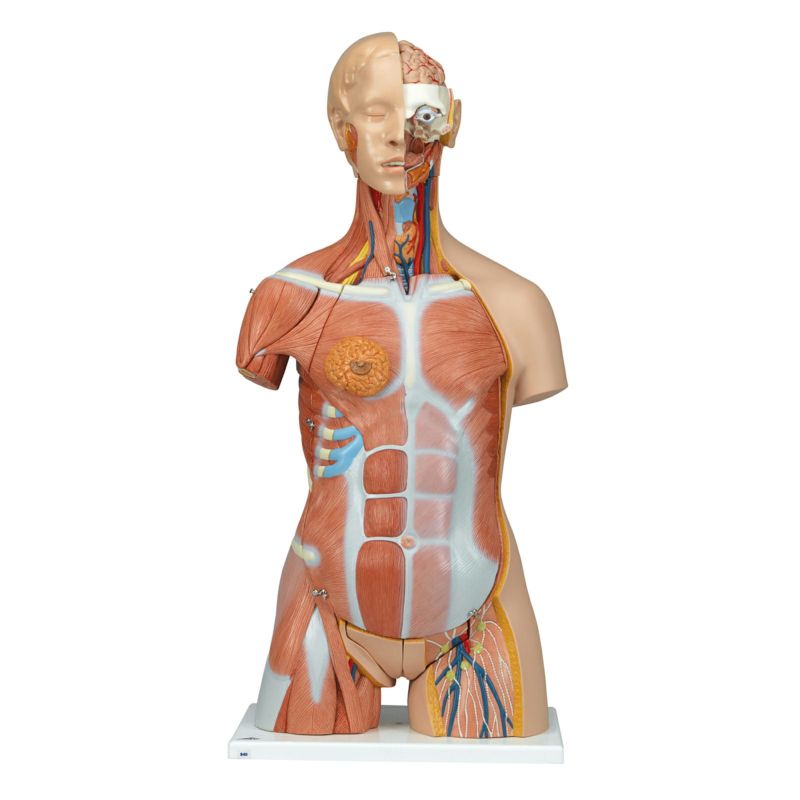 筋肉トルソー、31分解モデル、両性、背側開放型　B40