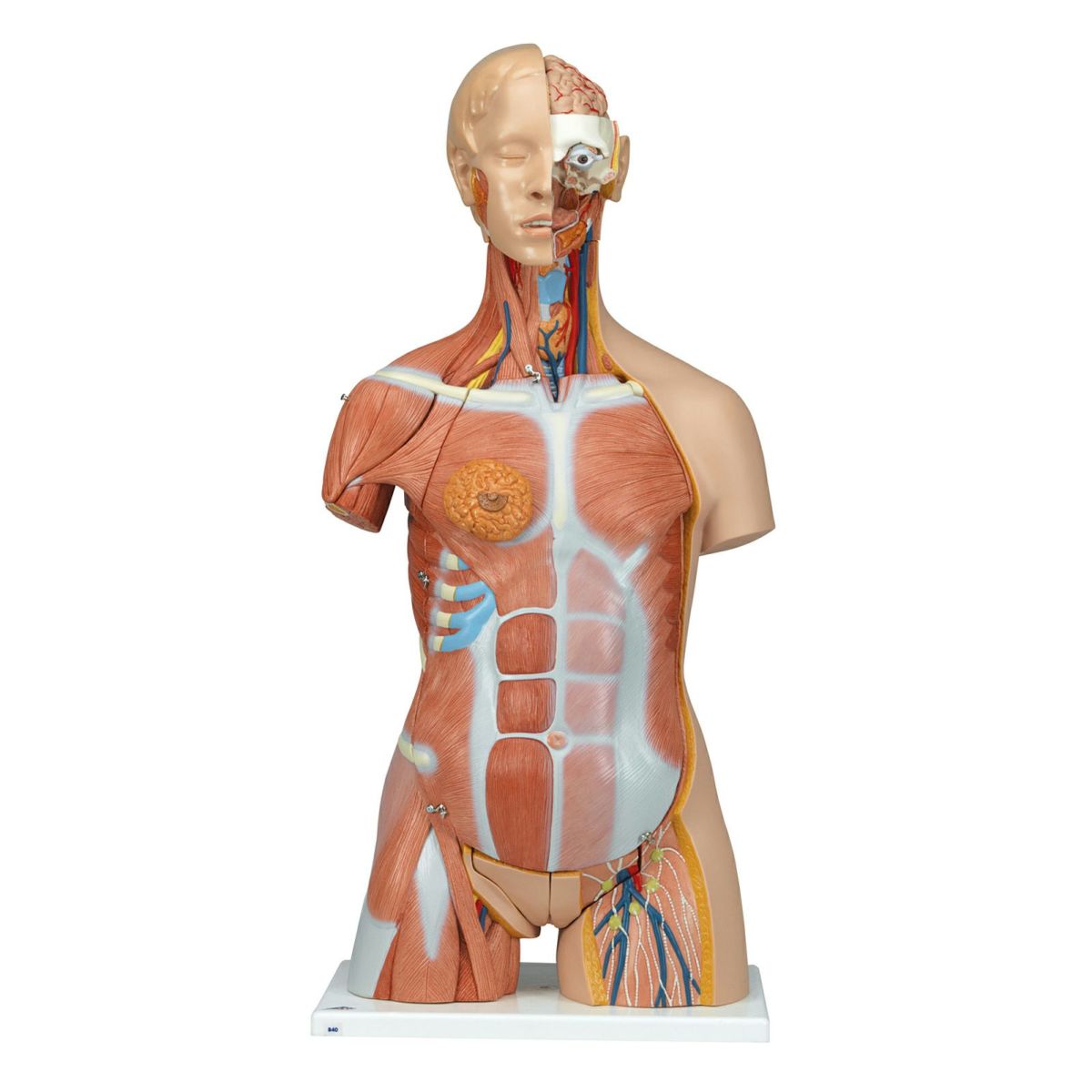 筋肉トルソー、31分解モデル、両性、背側開放型　B40