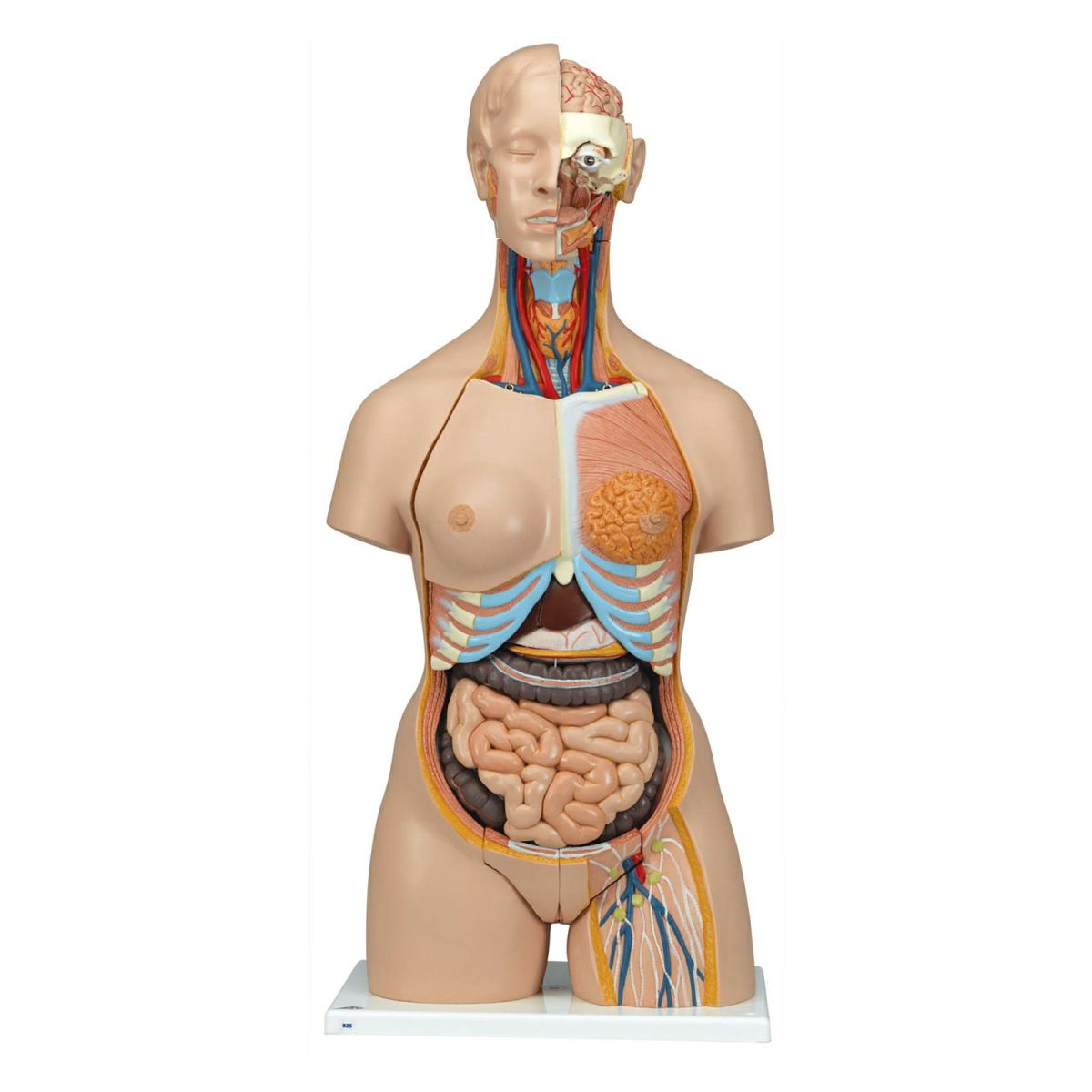 トルソー、28分解モデル、両性、背側開放型　B35