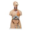 トルソー、28分解モデル、両性、背側開放型　B35