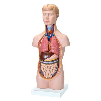 トワテック社 人体模型