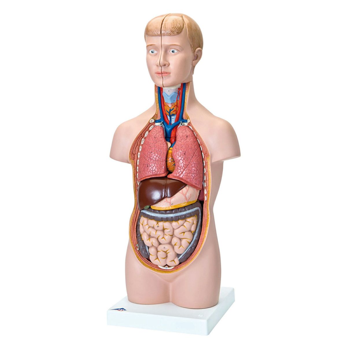 ミニトルソー、12分解モデル、無性　B22