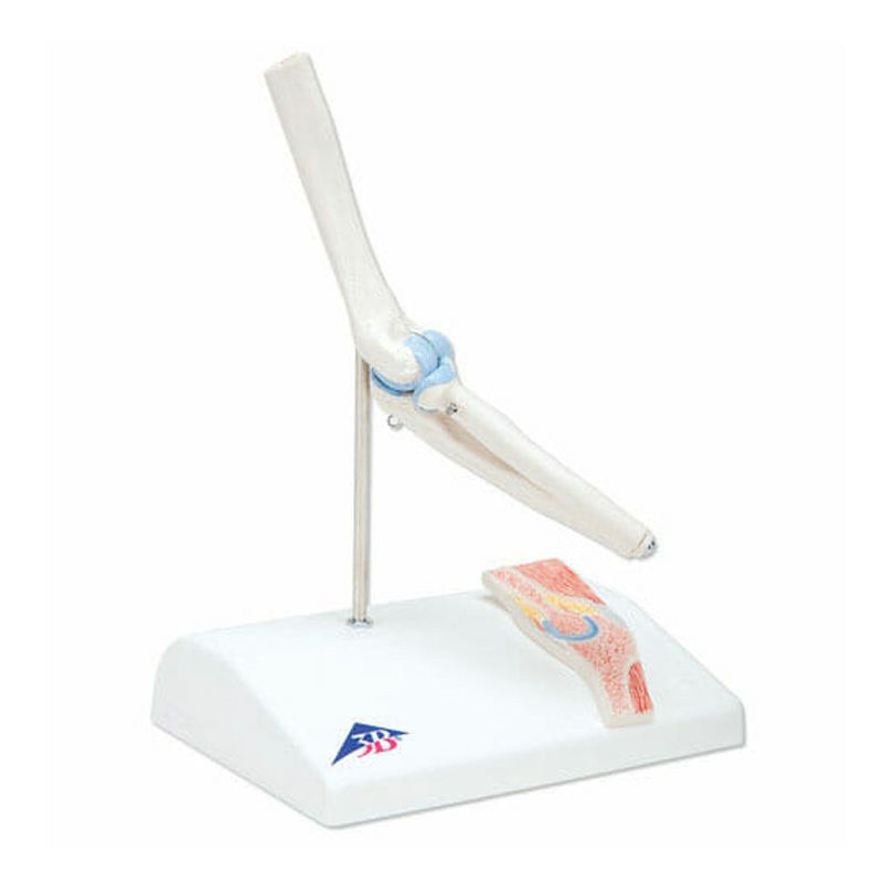 肘関節ミニモデル、断面レリーフ・スタンド付　A87 1