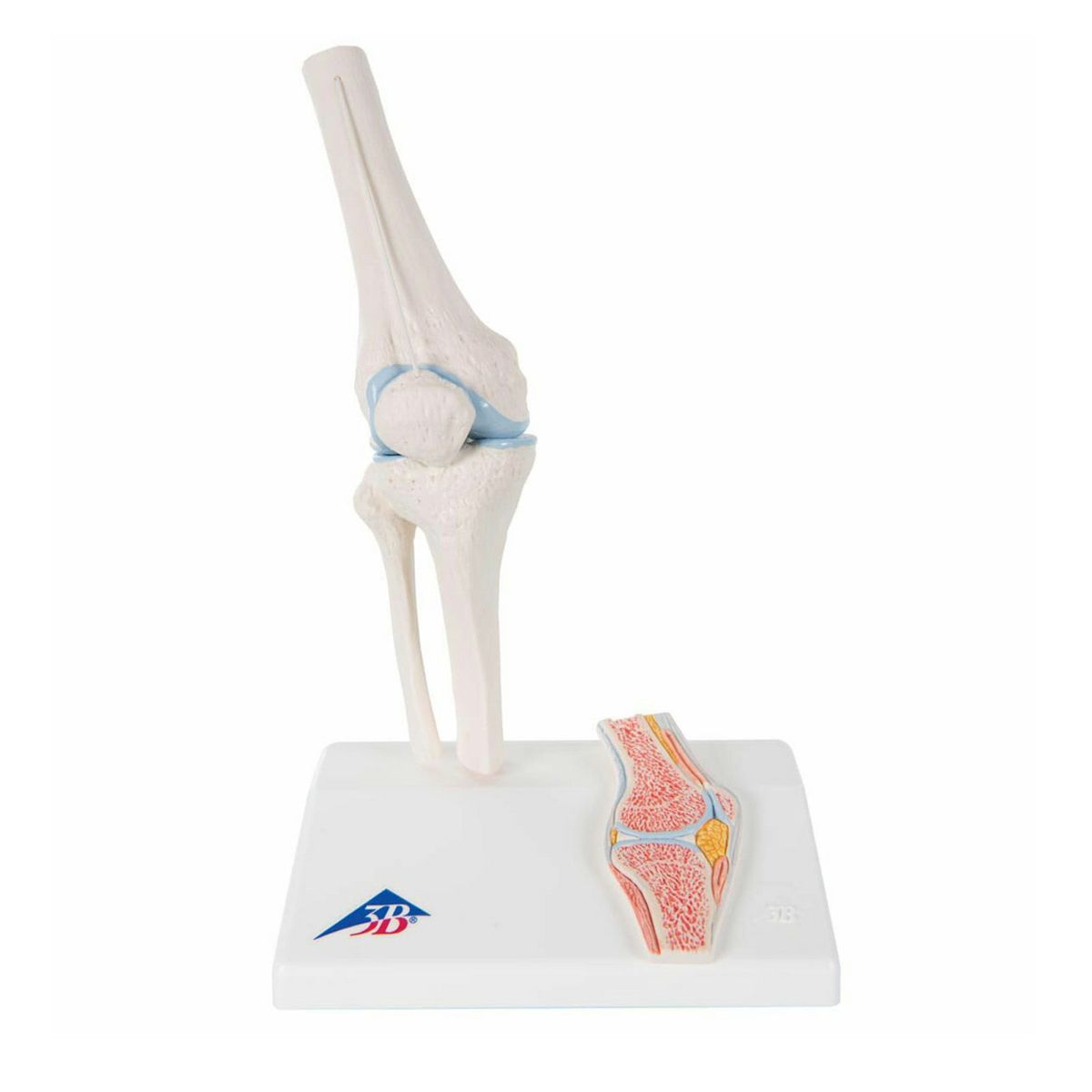 膝関節ミニモデル、断面レリーフ・スタンド付　A85 1