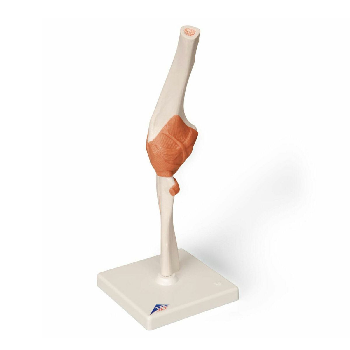 肘関節、機能モデル　A83