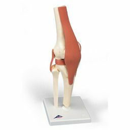 膝関節、機能デラックスモデル　A82 1