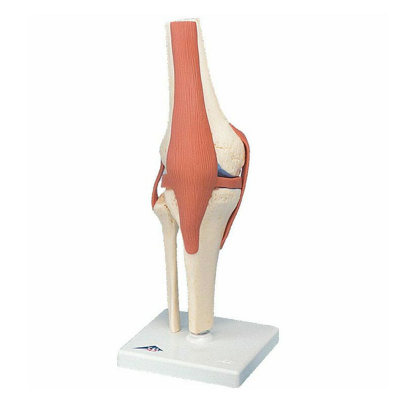 膝関節、機能デラックスモデル　A82 1