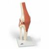 膝関節、機能デラックスモデル　A82 1