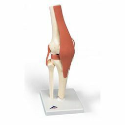 膝関節、機能モデル　A82