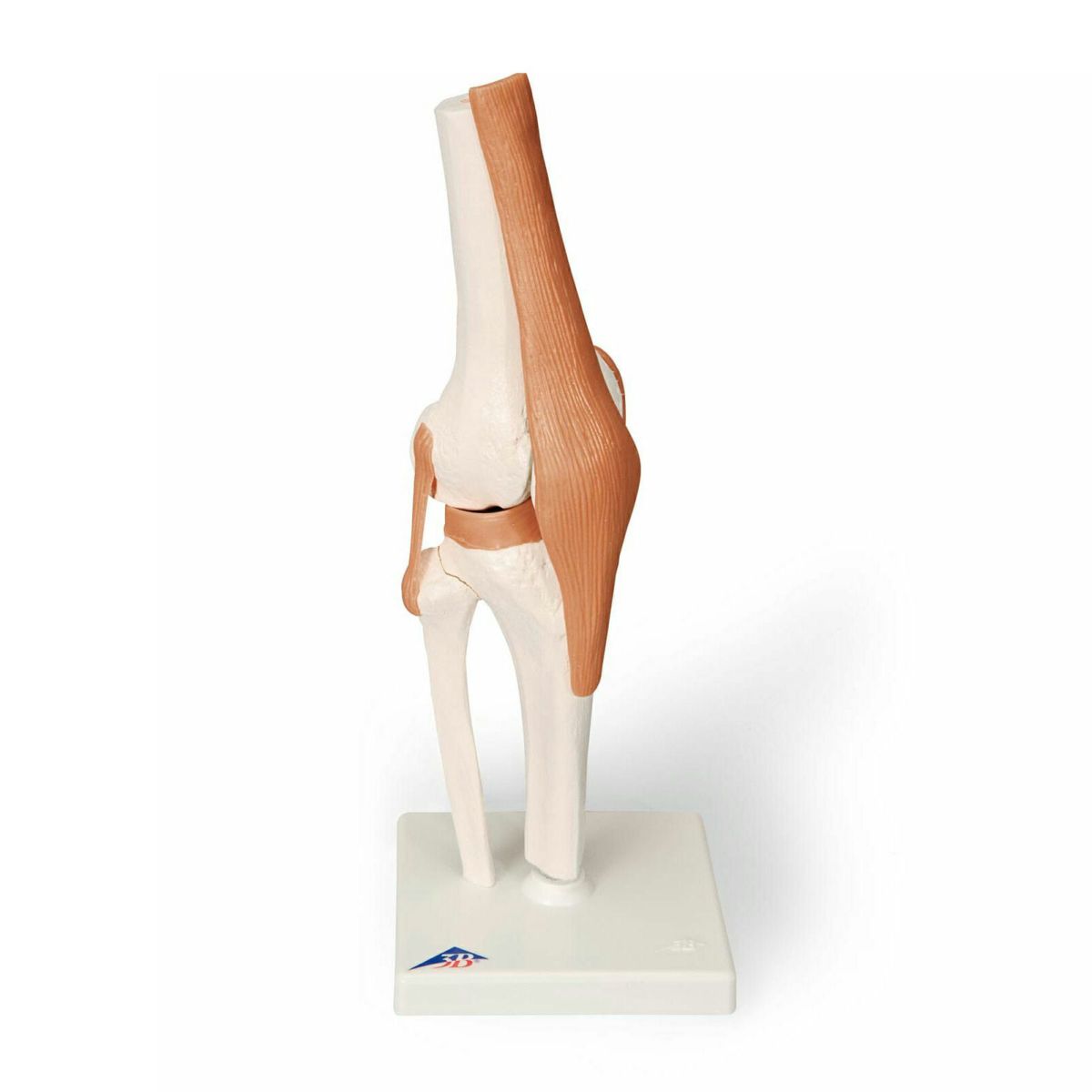 膝関節、機能モデル　A82