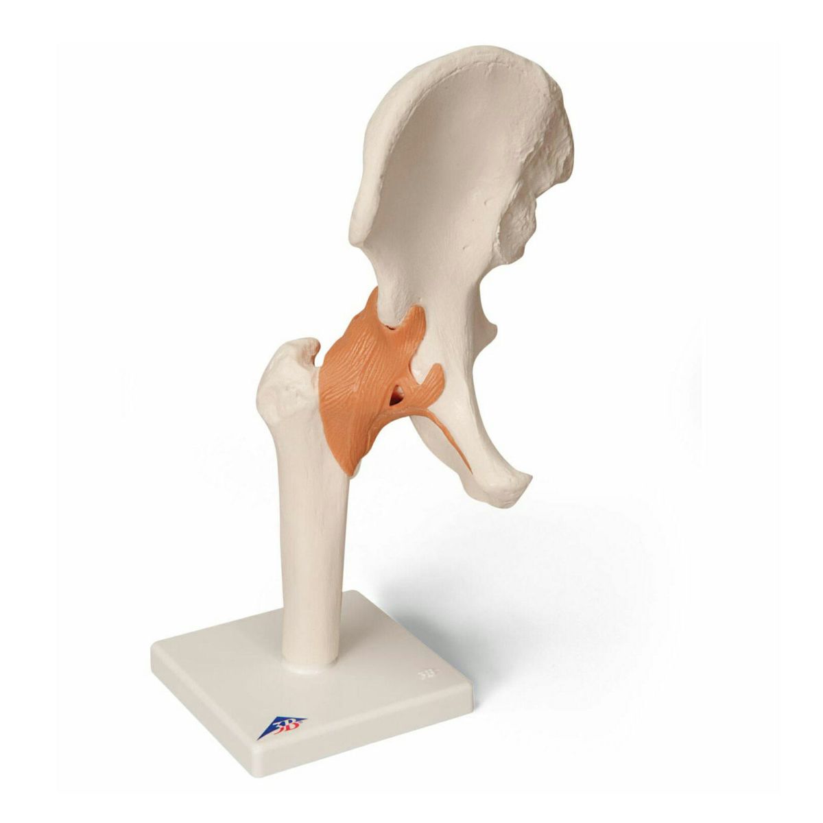 股関節、機能モデル　A81