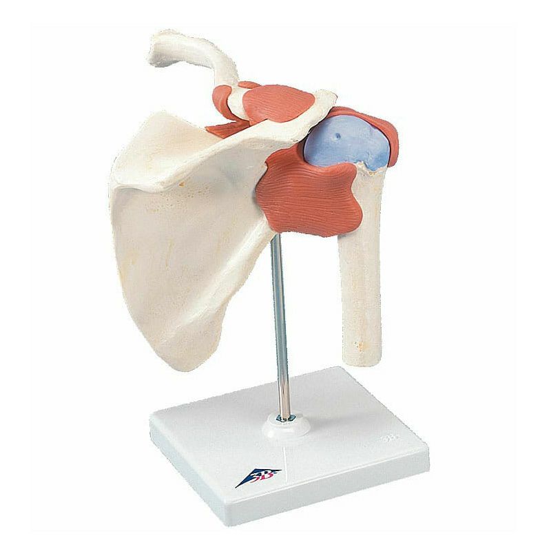 肩関節、機能デラックスモデル　A80 1