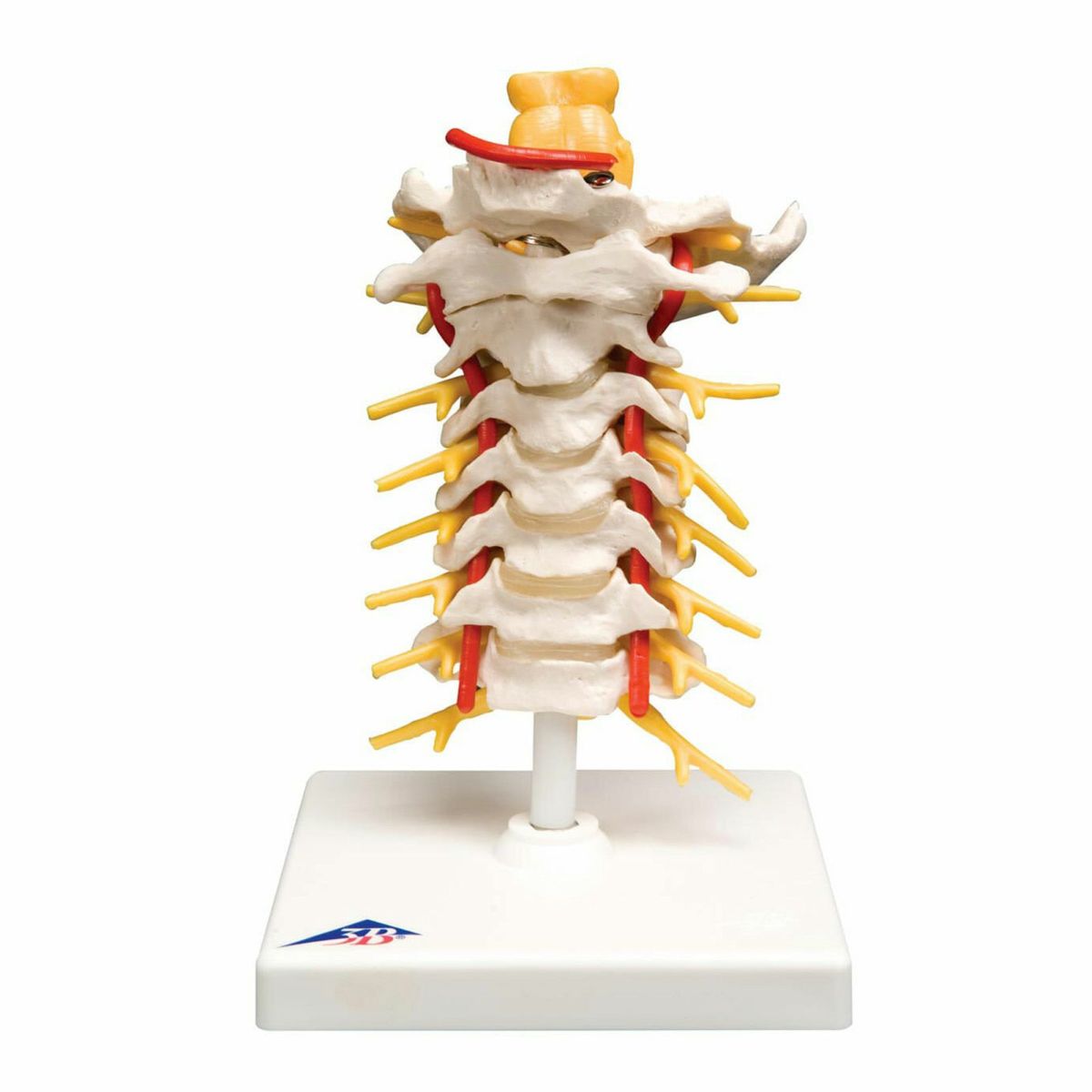 頚椎モデル　A72