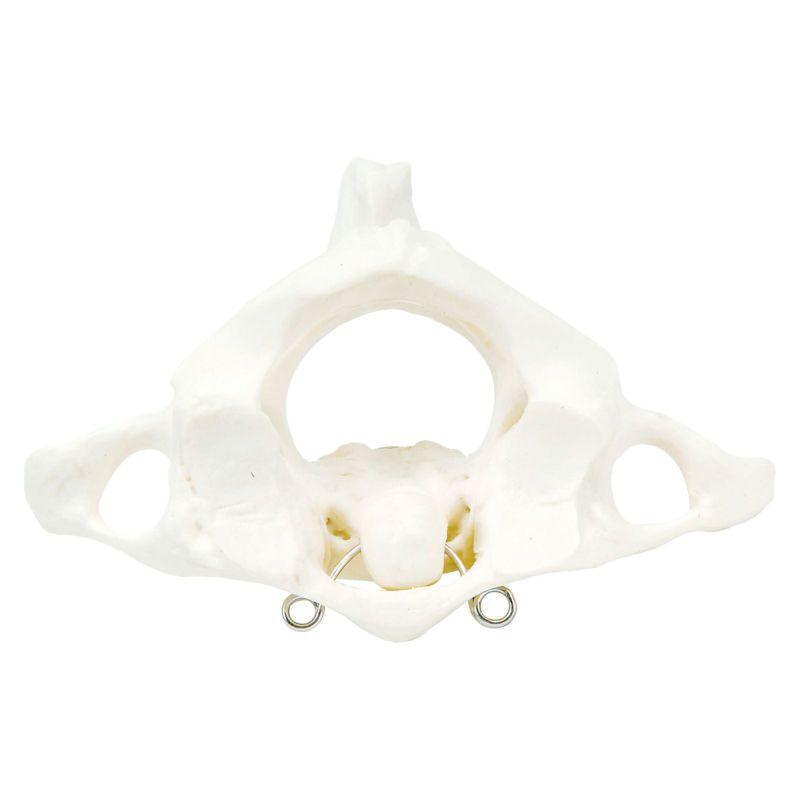 環椎と軸椎モデル　A71