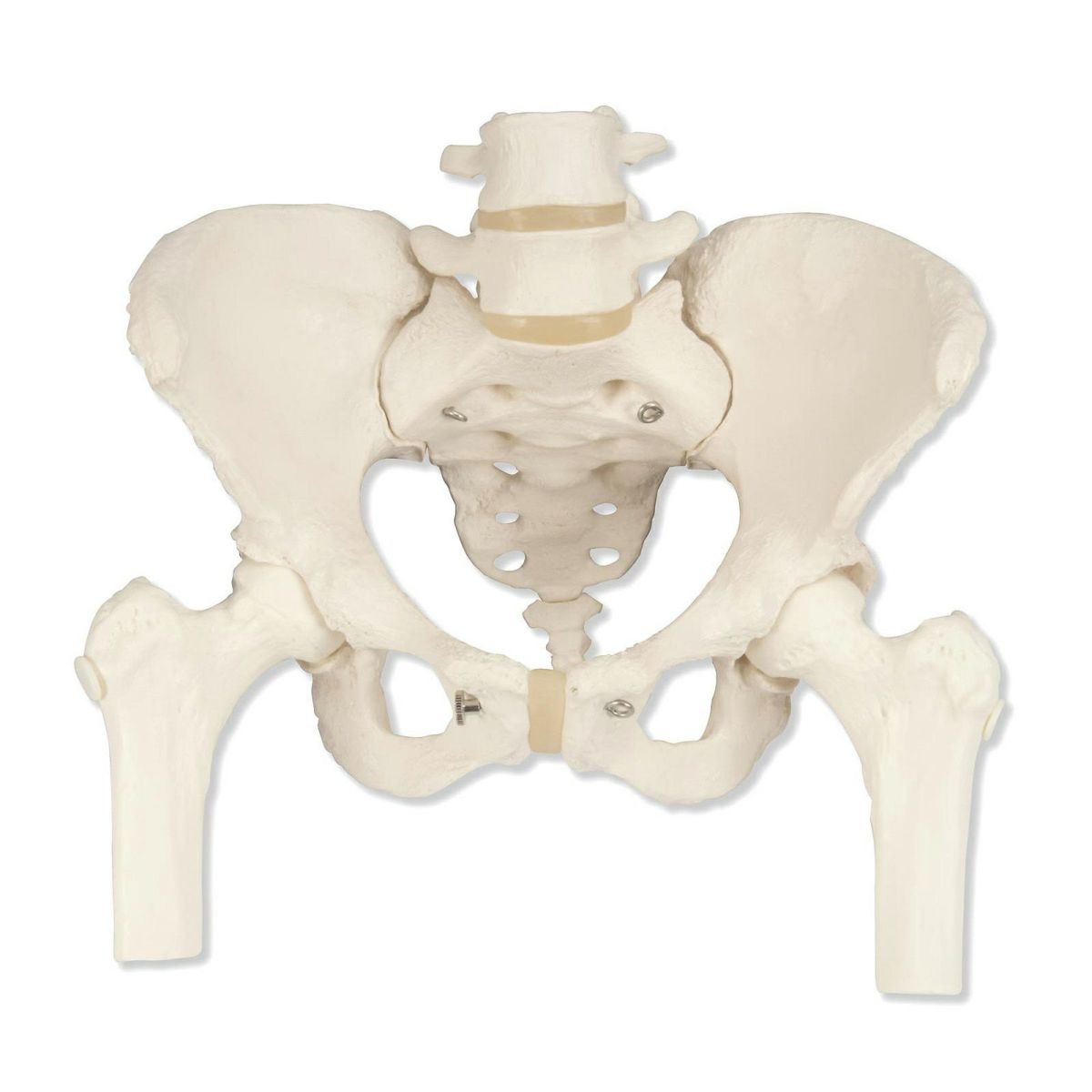 女性骨盤モデル、大腿骨付　A62