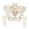 女性骨盤モデル、大腿骨付　A62